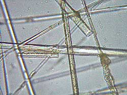 Glaswolle unter dem Mikroskop